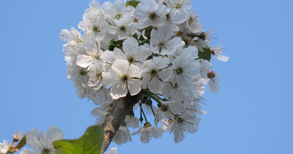 BugBlog Making cherries